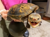 クリックで拡大画像表示