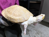 クリックで拡大画像表示