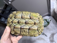 クリックで拡大画像表示