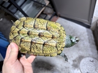 クリックで拡大画像表示