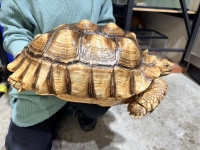 クリックで拡大画像表示
