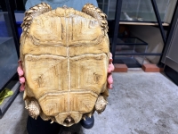 クリックで拡大画像表示