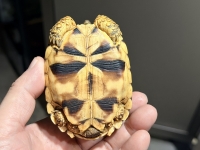 クリックで拡大画像表示