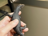 クリックで拡大画像表示