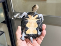クリックで拡大画像表示