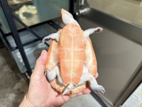 クリックで拡大画像表示