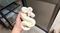 クリックで拡大画像表示