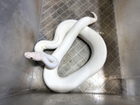 クリックで拡大画像表示
