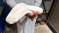 クリックで拡大画像表示