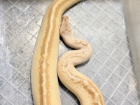 クリックで拡大画像表示