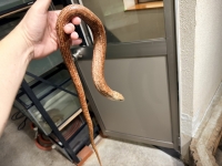 クリックで拡大画像表示
