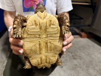 クリックで拡大画像表示
