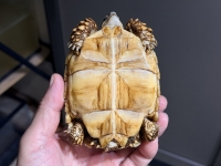 クリックで拡大画像表示
