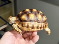 クリックで拡大画像表示