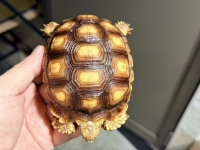 クリックで拡大画像表示