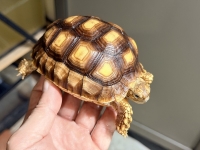 クリックで拡大画像表示