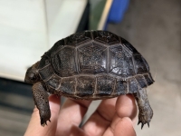 クリックで拡大画像表示