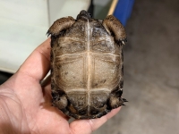 クリックで拡大画像表示
