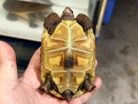 クリックで拡大画像表示