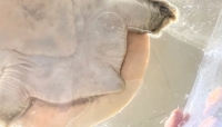 クリックで拡大画像表示