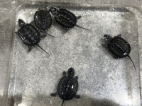クリックで拡大画像表示