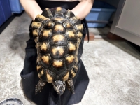クリックで拡大画像表示