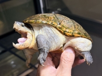 クリックで拡大画像表示