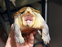 クリックで拡大画像表示