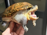 クリックで拡大画像表示