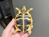 クリックで拡大画像表示