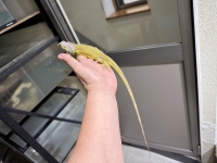 クリックで拡大画像表示