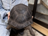 クリックで拡大画像表示