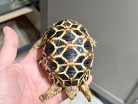 クリックで拡大画像表示