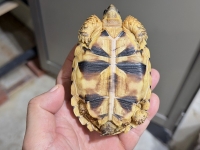クリックで拡大画像表示