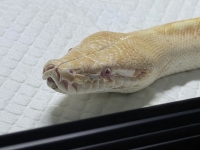 クリックで拡大画像表示