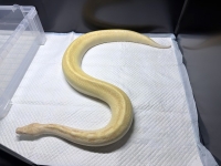 クリックで拡大画像表示