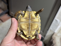 クリックで拡大画像表示