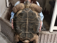 クリックで拡大画像表示
