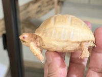クリックで拡大画像表示