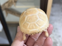 クリックで拡大画像表示