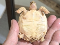 クリックで拡大画像表示