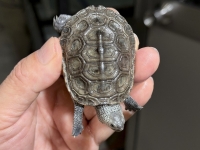 クリックで拡大画像表示