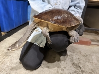 クリックで拡大画像表示
