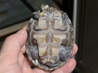 クリックで拡大画像表示