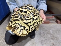 クリックで拡大画像表示