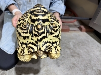 クリックで拡大画像表示