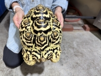 クリックで拡大画像表示