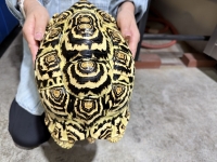 クリックで拡大画像表示