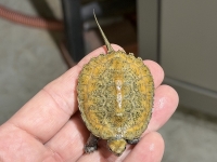 クリックで拡大画像表示