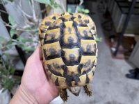 クリックで拡大画像表示